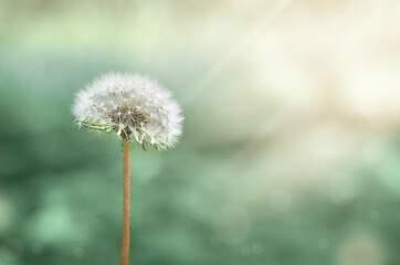 white dandelion on a blurry green background
