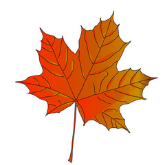Obraz premium autumn, leaf, maple, fall, isolated, red, leaves, nature, yellow, white, orange, season, tree, october, color, foliage, plant, brown, gold, november, golden, september, colorful, canada, autumnal