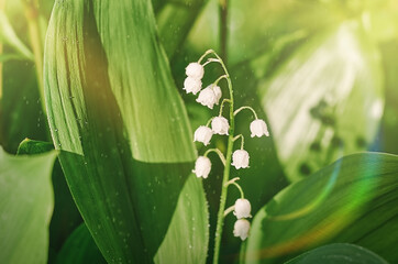 lily of the valley with white bells during rain and sun
