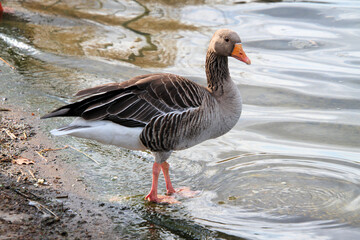 A close up of a Greylag Goose