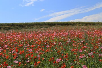 Schlafmohnblüte (Papaver somniferum) mit Klatschmohn in Germerode am Meißner.