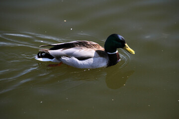 Obraz premium A Mallard Duck on the water