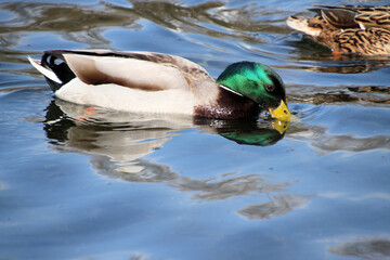 A Mallard Duck on the water