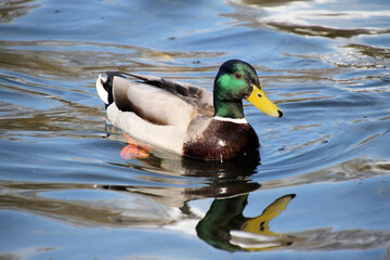 A Mallard Duck on the water