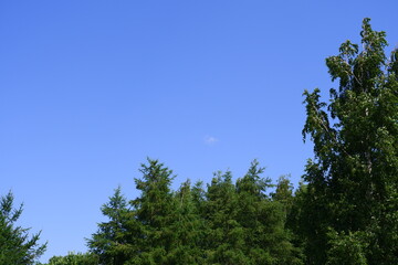 Trees in the park. Blue sky.