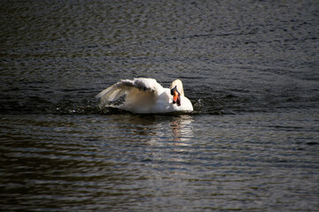 A close up of a Mute Swan washing itself