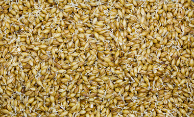 barley malt for beer and whiskey