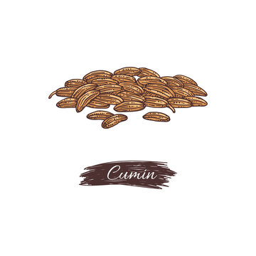 Heap of cumin aromatic seeds with tag, engraving vector illustration isolated.