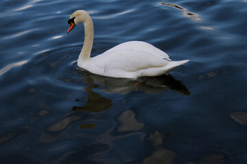 A view of a Mute Swan on the water