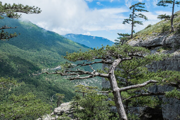 Beautiful pine tree against the backdrop of mountains and blue cloudy sky.Beauty of nature. Pure ecology. Crimea mountains.