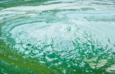 Algae bloom. Green dirty water