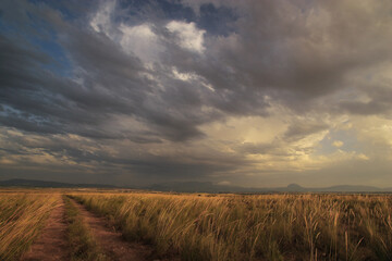 Camino entre un espartizal, con cielo nuboso. Cieza (Murcia-España).