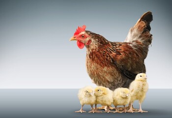 Poultry.