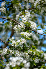 green gras flowers leaves blue sky