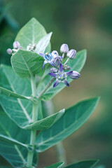 Beautiful Purple Crown Flower or Giant Indian Milkweed 