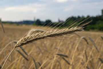 Pole pszenicy podczas zachodu słońca © bulamati