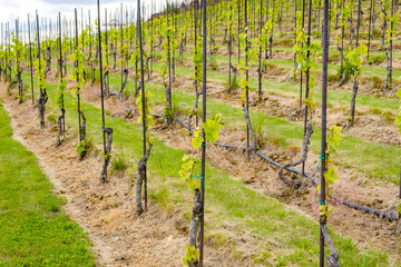 Fototapeta na wymiar Young vineyard at sunlight. Rows of grapes on the slopes