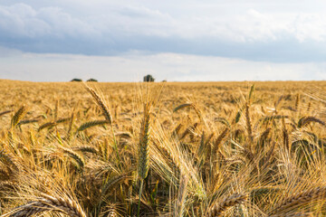Pole pszenicy podczas zachodu słońca © bulamati