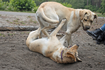 Twee speelse blonde labradors