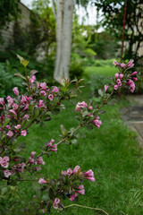 My beautiful garden in Ukraine