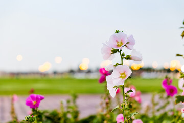 Beautiful colorful meadow of wild flowers. flower background from Sharjah UAE.