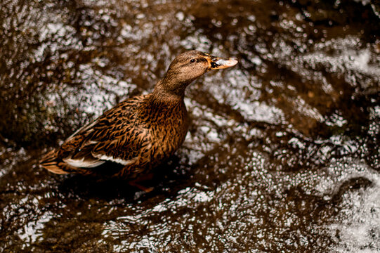charming view of a female wild duck with brown variegated plumage