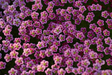 green gras flowers leaves blue sky