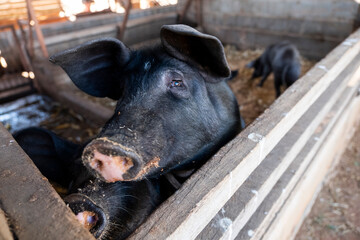 two pigs in a stable