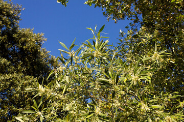 Olive blossom in spring
