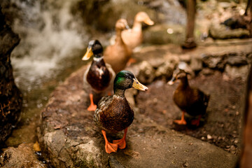 view of group of mallard ducks with variegated plumage