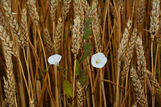 A Convolvulus arvensis blooms among the ripening wheat.
