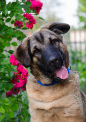 german shepherd dog with flower