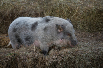 Homemade spotted mini pig on hay pallets