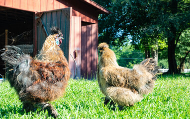 silkie chickens rooster and hen