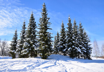 Dark pyramidal fir under the snow against the blue sky
