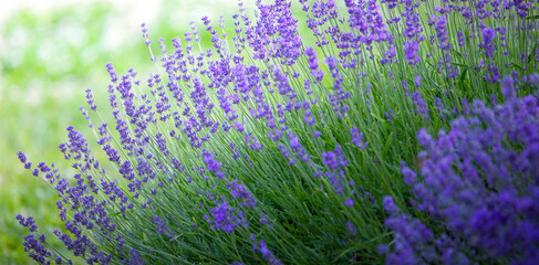 Blooming lavender field in the morning close up