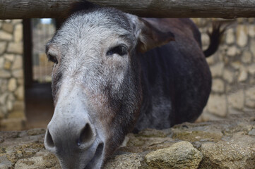 A small donkey with a gray muzzle looks out from a stone fence
