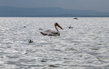 pink pelicans on a blue lake against the background of dry trees