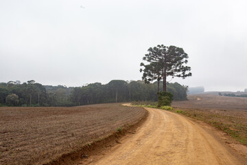 Rural road curved through the fields , with an araucaria angustifolia tree in selective focus. Prudentópolis, Paraná