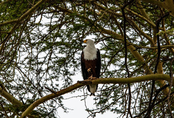 river eagle sits on a green tree branch and looks out for prey 
