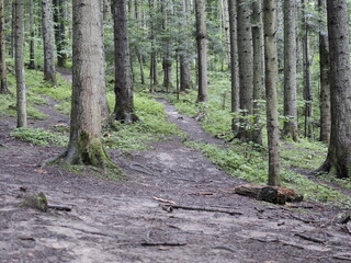 path in the forest