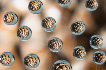 Pine cone seen thru tiny water drops. Macro ceative photography.