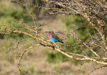 beautiful and unusual birds of Africa in natural conditions