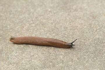 A slug, or a snail without a shell, crawls along the path