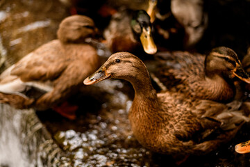 close-up view of a group of ducks with variegated plumage
