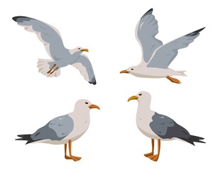 Gray and white Seagull in different poses