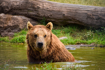 brown bear takes a bath in a pond and looks up