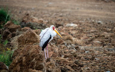 beautiful and unusual birds of Africa in natural conditions