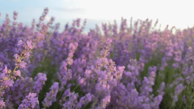 Close up view of blooming lavender field. Beautiful purple pink flowers in warm summer sunset light. Fragrant lavandula plants blossoms in the meadow
