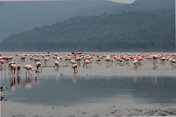 pink flamingos and pink pelicans on a blue lake against the sky in the national park